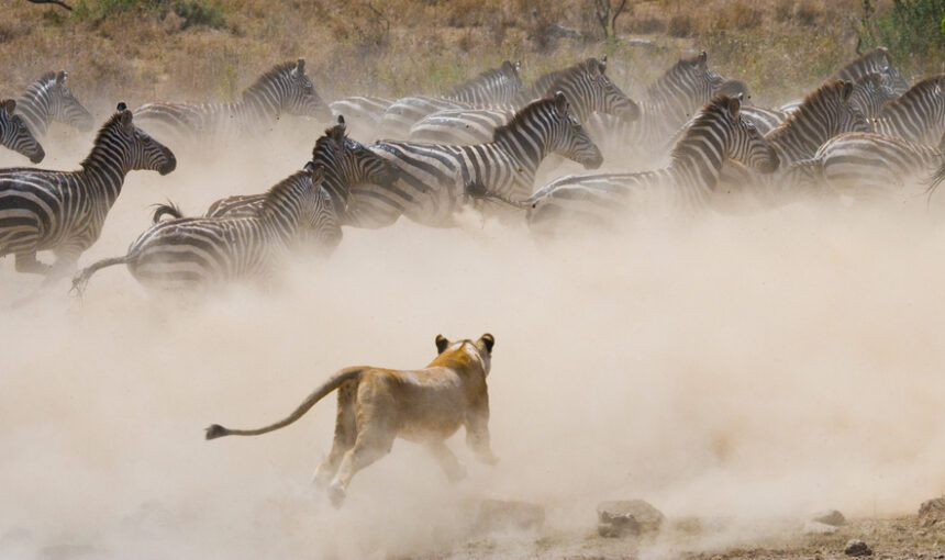 Exploring the Wild Wonders: A Tourist Guide to Maasai Mara